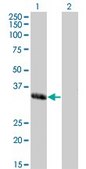 ANTI-MEOX1 antibody produced in mouse clone 2E12, purified immunoglobulin, buffered aqueous solution