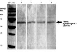 Monoclonal Anti-Brevican - Atto 390 antibody produced in mouse clone S294A-6, purified immunoglobulin