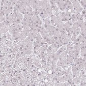 Anti-PCIF1 antibody produced in rabbit Prestige Antibodies® Powered by Atlas Antibodies, affinity isolated antibody, buffered aqueous glycerol solution