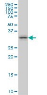 Monoclonal Anti-TSSK6 antibody produced in mouse clone 6F5, purified immunoglobulin, buffered aqueous solution