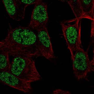 Anti-RALYL antibody produced in rabbit Prestige Antibodies&#174; Powered by Atlas Antibodies, affinity isolated antibody