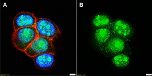Anti-KLF2 Antibody, clone 1C3 ZooMAb® Rabbit Monoclonal recombinant, expressed in HEK 293 cells