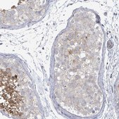 Anti-LILRA4 antibody produced in rabbit Prestige Antibodies® Powered by Atlas Antibodies, affinity isolated antibody, buffered aqueous glycerol solution
