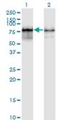 Monoclonal Anti-PWP1 antibody produced in mouse clone 3A11, purified immunoglobulin, buffered aqueous solution