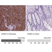 Anti-CUZD1 antibody produced in rabbit Prestige Antibodies® Powered by Atlas Antibodies, affinity isolated antibody, buffered aqueous glycerol solution