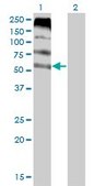 Monoclonal Anti-FLVCR antibody produced in mouse clone 4B2, purified immunoglobulin, buffered aqueous solution