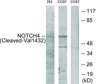 Anti-NOTCH4 (Cleaved-Val1432), C-Terminal antibody produced in rabbit affinity isolated antibody