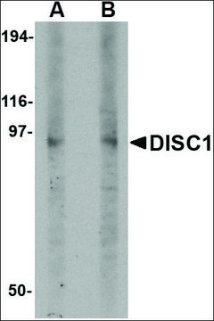 Anti-DISC1 (ab1) antibody produced in rabbit affinity isolated antibody, buffered aqueous solution