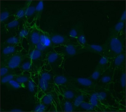 Monoclonal Anti-Fibronectin, Cellular antibody produced in mouse clone FN-3E2, ascites fluid