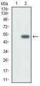 Monoclonal Anti-CYP3A4 antibody produced in mouse clone 3H8, purified immunoglobulin, buffered aqueous solution