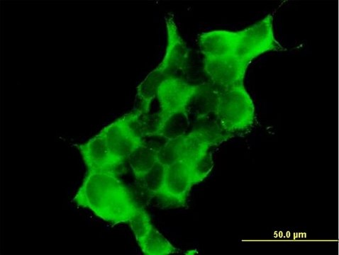 Anti-DTNA antibody produced in mouse purified immunoglobulin, buffered aqueous solution