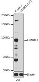 Anti- L3MBTL3 antibody produced in rabbit