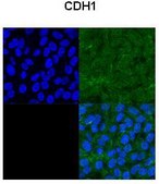 Anti-CDH1 antibody produced in rabbit affinity isolated antibody