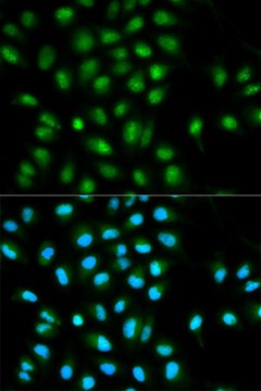 Anti-ASC/TMS1 antibody produced in rabbit