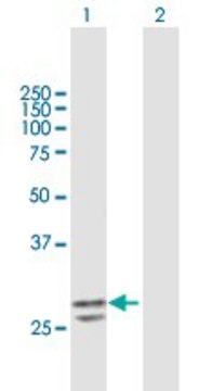 Anti-PNPO antibody produced in mouse purified immunoglobulin, buffered aqueous solution