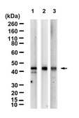Anti-MBNL1 Antibody, clone 1H11 ZooMAb® Rabbit Monoclonal recombinant, expressed in HEK 293 cells