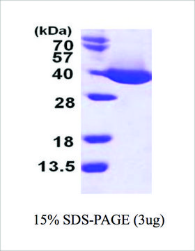 MDH from bacteria recombinant, expressed in E. coli, &#8805;95% (SDS-PAGE)