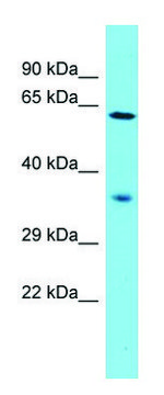 Anti-NDNF (N-terminal) antibody produced in rabbit affinity isolated antibody