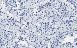 Anti-Drosha Antibody, clone 1B19 ZooMAb® Rabbit Monoclonal recombinant, expressed in HEK 293 cells