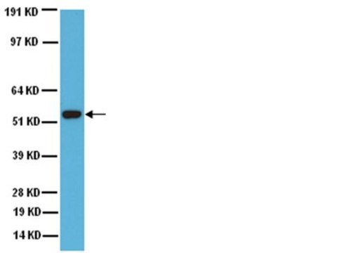 Anti-Cytochrome P450 Enzyme CYP2E1 Antibody serum, Chemicon&#174;