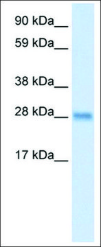 Anti-BCL2L1 antibody produced in rabbit affinity isolated antibody