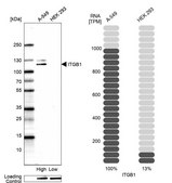 Monoclonal Anti-ITGB1 antibody produced in mouse Prestige Antibodies® Powered by Atlas Antibodies, clone CL15606, purified antibody (Protein A)
