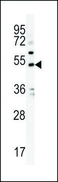 ANTI-KCNJ6 (CENTER) antibody produced in rabbit affinity isolated antibody, buffered aqueous solution