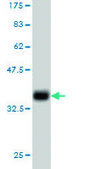 Monoclonal Anti-TNFRSF6B antibody produced in mouse clone 7G5, purified immunoglobulin, buffered aqueous solution