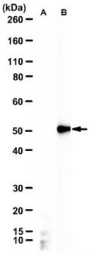 Anti-MLKL Antibody, clone 7G2