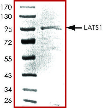 LATS1，活性，GST 标记 人 PRECISIO&#174;, recombinant, expressed in baculovirus infected Sf9 cells, &#8805;70% (SDS-PAGE), buffered aqueous glycerol solution