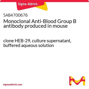 Monoclonal Anti-Blood Group B antibody produced in mouse clone HEB-29, culture supernatant, buffered aqueous solution