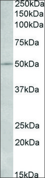 Anti-IL7R antibody produced in goat affinity isolated antibody, buffered aqueous solution