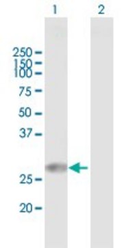 Anti-TPD52L2 antibody produced in mouse purified immunoglobulin, buffered aqueous solution