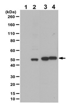 Anti-phospho IRF3 (ser386) Antibody from rabbit, purified by affinity chromatography