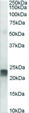 Anti-TAGLN antibody produced in goat affinity isolated antibody, buffered aqueous solution