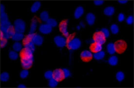 Anti-c-Myc antibody, Mouse monoclonal clone 9E10, purified from hybridoma cell culture