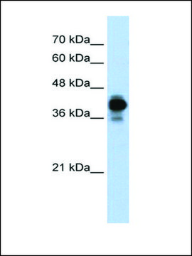 Anti-HNRPC antibody produced in rabbit affinity isolated antibody