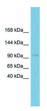 Anti-CLSTN1 (N-terminal) antibody produced in rabbit affinity isolated antibody