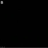 Anti-Influenza A Nucleoprotein Antibody, clone A3 ZooMAb® Mouse Monoclonal recombinant, expressed in HEK 293 cells