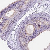 Anti-PEX12 antibody produced in rabbit Prestige Antibodies® Powered by Atlas Antibodies, affinity isolated antibody, buffered aqueous glycerol solution