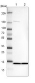 Anti-SF3B6 antibody produced in rabbit Prestige Antibodies® Powered by Atlas Antibodies, affinity isolated antibody, buffered aqueous glycerol solution
