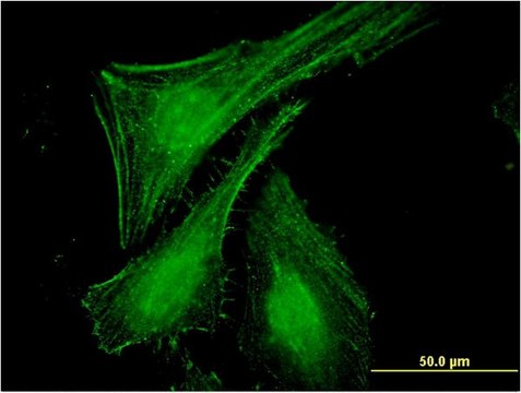 Monoclonal Anti-SLC27A2 antibody produced in mouse clone 1F1, purified immunoglobulin, buffered aqueous solution