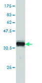 Monoclonal Anti-PSMB8 antibody produced in mouse clone 1B3, purified immunoglobulin, buffered aqueous solution