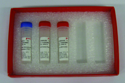 Terminal deoxynucleotidyl Transferase (TdT) Ultra-pure enzyme for nucleic acid modifications