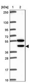 Anti-CDKL1 antibody produced in rabbit Prestige Antibodies® Powered by Atlas Antibodies, affinity isolated antibody, buffered aqueous glycerol solution