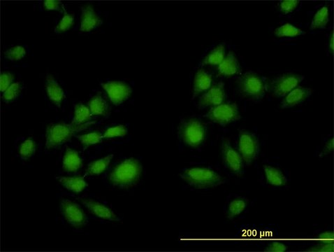 Monoclonal Anti-AKAP13 antibody produced in mouse clone 5B7, purified immunoglobulin, buffered aqueous solution