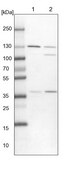 Anti-XPO5 antibody produced in rabbit Prestige Antibodies® Powered by Atlas Antibodies, affinity isolated antibody, buffered aqueous glycerol solution, ab1