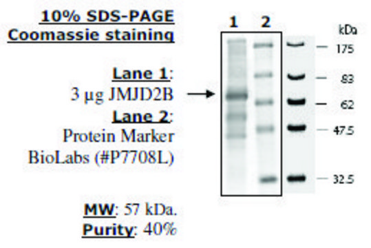 JMJD2B Active human recombinant, expressed in baculovirus infected insect cells, &#8805;40% (SDS-PAGE)