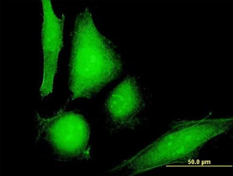 Anti-COP1 antibody produced in mouse purified immunoglobulin, buffered aqueous solution