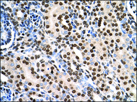 Anti-RSU1 antibody produced in rabbit IgG fraction of antiserum